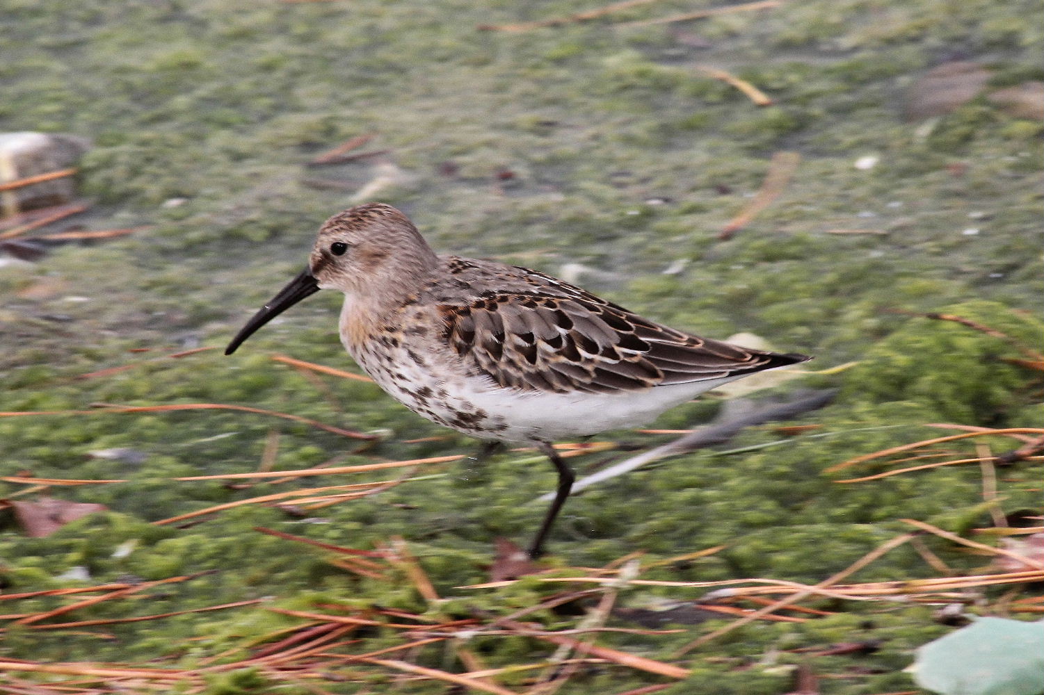 Calidris alpina  Piovanello pancianera